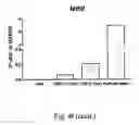Fig. 27 - CARDIOMYOCYTE-LIKE CELL CLUSTERS DERIVED FROM HBS CELLS