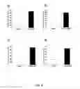 Fig. 31 - CARDIOMYOCYTE-LIKE CELL CLUSTERS DERIVED FROM HBS CELLS