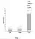 Fig. 02 - METHOD OF ENHANCING PROLIFERATION AND/OR HEMATOPOIETIC DIFFERENTIATION OF STEM CELLS
