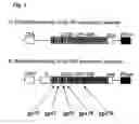 Fig. 02 - NUCLEOTIDE VACCINE