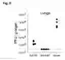 Fig. 07 - NUCLEOTIDE VACCINE