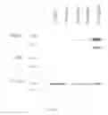 Fig. 08 - Methods for modulating eicosanoid metabolism
