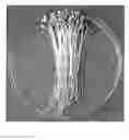 Fig. 01 - Pomegranate sprouts, preparations derived therefrom and compositions comprising same