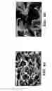 Fig. 07 - Silk fibroin materials and use thereof