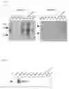 Fig. 09 - Transporter protein in mammal and utilization of the same