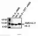 Fig. 07 - Integrated cytokine production system