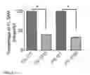 Fig. 02 - In vitro model of spinal muscular atrophy