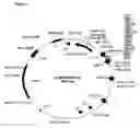 Fig. 02 - NORMALIZED NUCLEIC ACID LIBRARIES AND METHODS OF PRODUCTION THEREOF