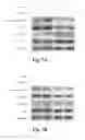 Fig. 09 - CD36 MODULATION AND USES THEREOF