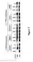Fig. 02 - Epigenetic modifications at TNFα as biomarkers for sensitivity to Smac mimetic-induced apoptosis