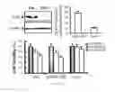 Fig. 07 - Antifolate compounds for the treatment of melanoma
