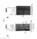 Fig. 06 - Moenomycin biosynthesis-related compositions and methods of use thereof