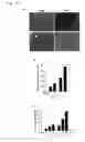 Fig. 06 - Therapeutic agent for wounds and screening method for the same