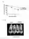 Fig. 08 - Therapeutic agent for wounds and screening method for the same