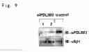 Fig. 09 - Therapeutic agent for wounds and screening method for the same