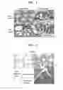 Fig. 03 - Method of inhibiting cancer cell proliferation, proliferation inhibitor and screening method