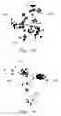 Fig. 07 - Optical Reflectance Spectroscopy for Evaluation of Radiation Injury