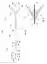 Fig. 05 - Occlusion perfusion catheter