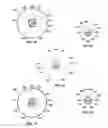 Fig. 12 - Occlusion perfusion catheter