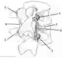 Fig. 01 - Novel V construct and method of spinal stabilization after transforminal lumbar interbody fusion  using the construct