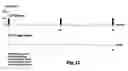 Fig. 09 - Method for electrical stimulation of cutaneous sensory receptors