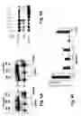 Fig. 09 - Selecting animals for desired genotypic or potential phenotypic properties