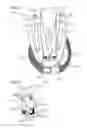 Fig. 03 - Personal carrier harness