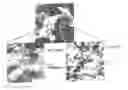 Fig. 01 - STRUCTURAL BODY COMPRISING FILLER AND INCOMPATIBLE RESIN OR ELASTOMER, AND PRODUCTION PROCESS OR USE THEREOF