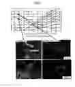 Fig. 07 - AUSTENITIC CAST IRON AND MANUFACTURING PROCESS FOR THE SAME, AUSTENITIC-CAST-IRON CAST PRODUCT AND COMPONENT PART FOR EXHAUST SYSTEM