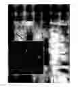 Fig. 01 - Composition comprising a cell death marker and a wavelength-optimized label