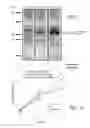 Fig. 02 - Growth regulatable recombinant BCG compositions