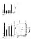 Fig. 07 - Compositions for the preparation of mature dendritic cells