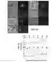 Fig. 09 - Therapeutic peptides and uses thereof