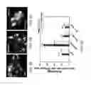 Fig. 03 - Methods and compositions for the treatment of cancers and pathogenic infections