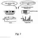 Fig. 02 - Detecting CYP24 expression level as a marker for predisposition to cancer