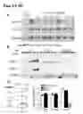 Fig. 06 - Compositions and methods for CaMKII inhibitors and uses thereof