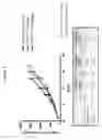 Fig. 09 - Antibodies to CLL-1