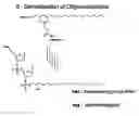 Fig. 01 - Class A Oligonucleotides with Immunostimulatory Potency
