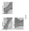 Fig. 09 - MITE ANTIGENIC RICE