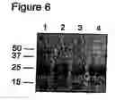 Fig. 07 - Novel Neurotrophic Factor Protein and Uses Thereof