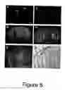 Fig. 09 - Novel Neurotrophic Factor Protein and Uses Thereof