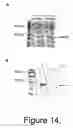 Fig. 15 - Novel Neurotrophic Factor Protein and Uses Thereof