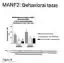 Fig. 17 - Novel Neurotrophic Factor Protein and Uses Thereof