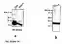 Fig. 19 - Novel Neurotrophic Factor Protein and Uses Thereof
