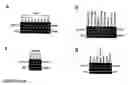 Fig. 27 - Novel Neurotrophic Factor Protein and Uses Thereof