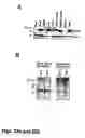 Fig. 28 - Novel Neurotrophic Factor Protein and Uses Thereof