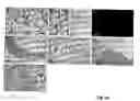 Fig. 29 - Novel Neurotrophic Factor Protein and Uses Thereof