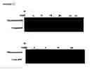 Fig. 14 - Immunosuppressive Extract Of Cordyceps Sinensis And Uses Thereof