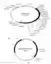 Fig. 01 - Modified CEA nucleic acid and expression vectors