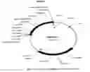 Fig. 06 - Modified CEA nucleic acid and expression vectors
